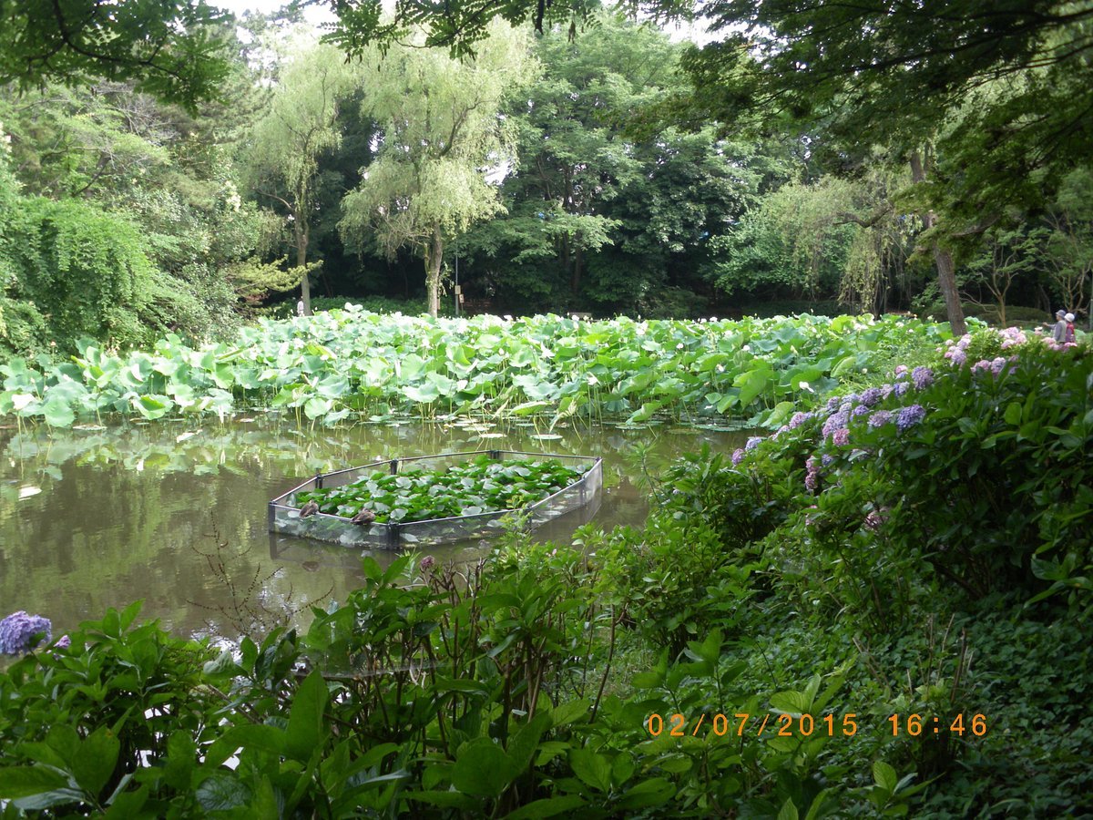 🌳 후지사키 삼림공원(후지사키신린코엔) 이미지 5